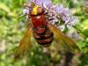 Volucella zonaria